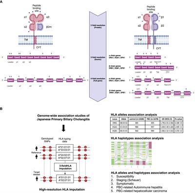 Novel HLA allele associations with susceptibility, staging, symptomatic state, autoimmune hepatitis and hepatocellular carcinoma events for primary biliary cholangitis in the Japanese population